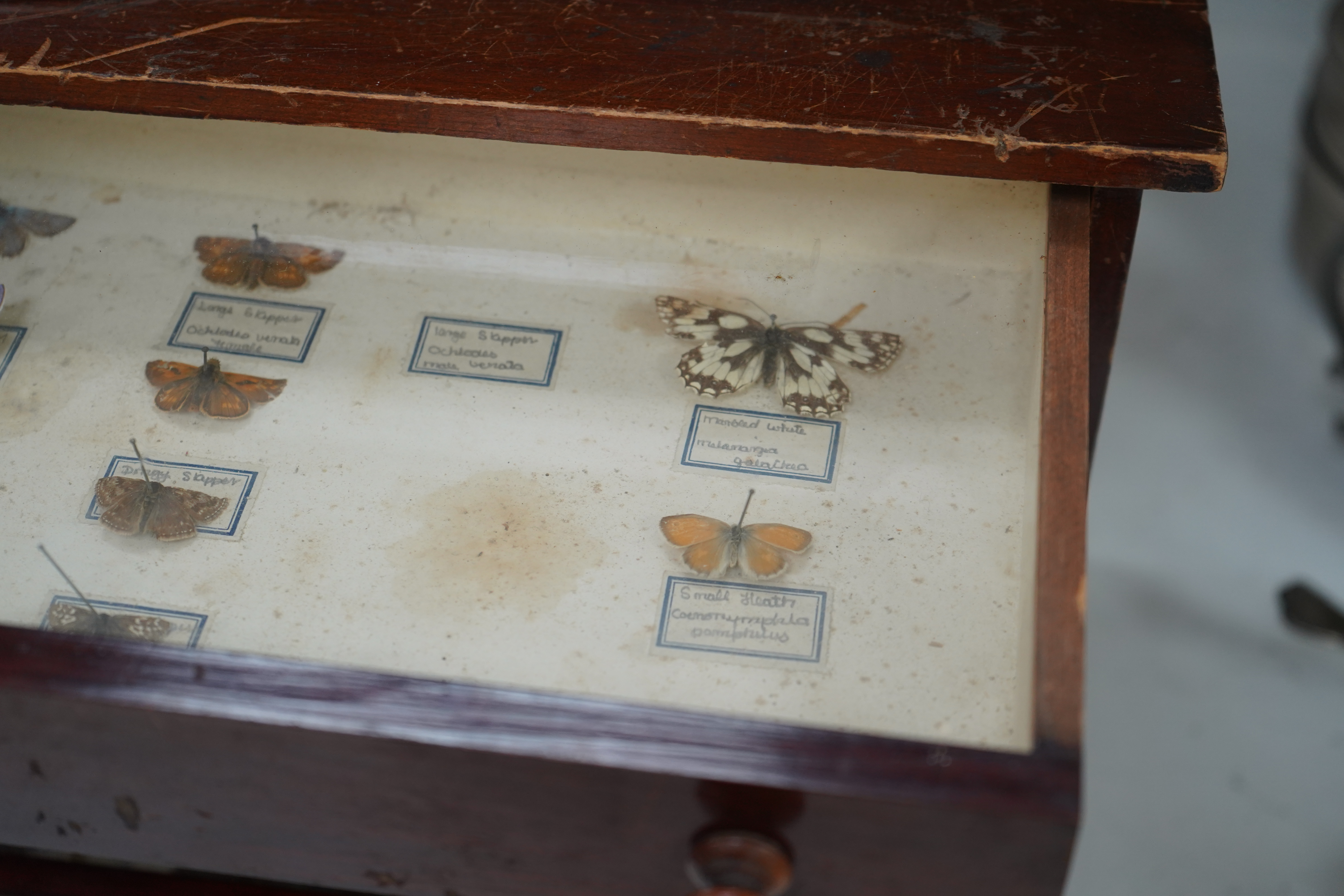 An early 20th century collector’s chest fitted with five drawers filled with mineral specimens and butterflies to include Haematite, Scorodite and Pyrite, 30cm high. Condition - fair